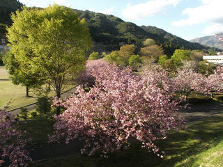 130503_1707_大桑村スポーツ公園に咲く八重桜（大桑村）