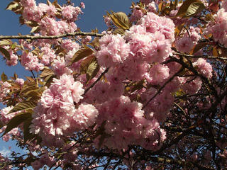 130503_1705_1_大桑村スポーツ公園に咲く八重桜（大桑村）