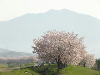 130503_0759_千曲川ふれあい公園から続く桜並木（小布施町）