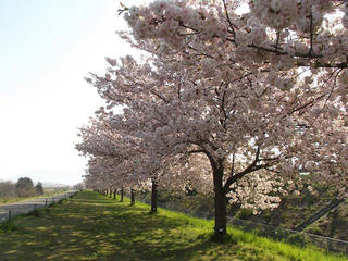 130503_0740_千曲川ふれあい公園から続く桜並木（小布施町）