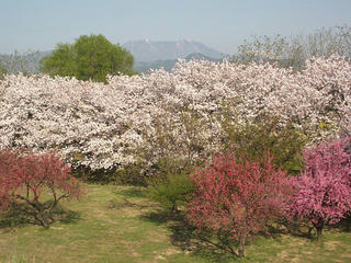 130503_0746_千曲川ふれあい公園から続く桜並木（小布施町）