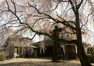 1404_曹洞宗松操山典厩寺のシダレザクラ（長野市篠ノ井）