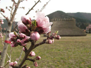 140419_1436_平出遺跡公園に植えられた桃の原種「オハツモモ」の開花（塩尻市）