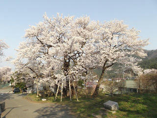 140427_0725_延命地蔵堂の桜（須坂市）