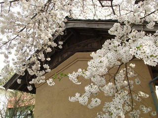 140427_1352_宇木の古代桜・宇木地区に咲く桜（山ノ内町）