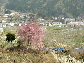 140427_1347_宇木の古代桜・宇木地区に咲く桜（山ノ内町）