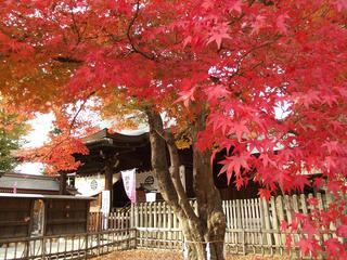 141108_1458_象山神社のイロハカエデ（長野市松代町）