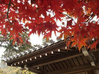 141115_1153_若穂保科・清水寺の紅葉（長野市）