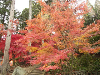 141115_1158_若穂保科・清水寺の紅葉（長野市）