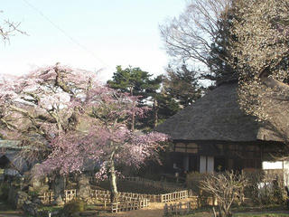 150418_0731_茅葺屋根の観音堂に咲く「高森観音堂しだれ桜」（富士見町）