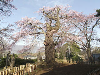 150418_0732_茅葺屋根の観音堂に咲く「高森観音堂しだれ桜」（富士見町）