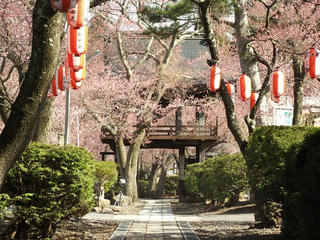 150418_0812_深叢寺のコヒガンザクラ（原村）