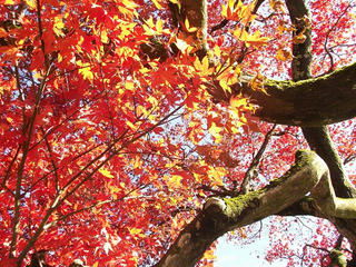 151115_1312_若穂保科・清水寺の紅葉（長野市）