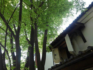 190504_0932_善光寺花回廊～花フェスタ2019～（長野市）