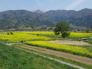 190505_1203_飯山市常盤の千曲川河川敷に咲く菜の花（飯山市）