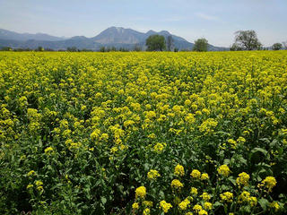 190505_1208_飯山市常盤の千曲川河川敷に咲く菜の花（飯山市）