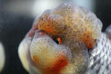 ほっぺ ペットのデパート東葛 金魚部