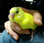 プッチでぇす♪