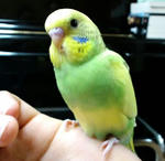 キレイなみどりでしょ♪