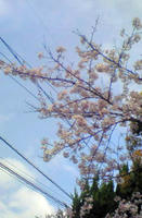少し散った桜