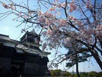 枝垂桜