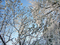 熊本城の桜