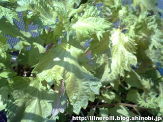 P1013947r.jpg