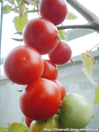 P1014546r.jpg