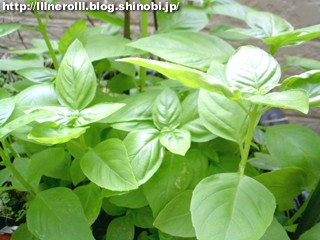 P1015218r.jpg