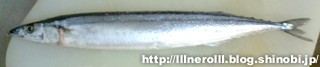 P1016500r.jpg