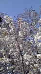 20100508sakura1