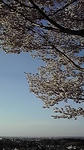20100508sakura2