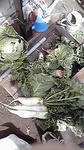 daikon