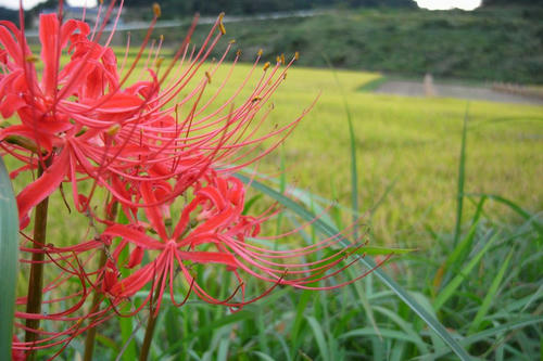 ヒガンバナと稲