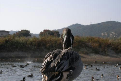 阿武隈川、鴨写真