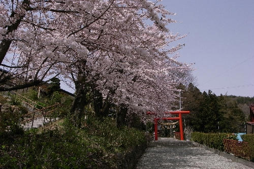 サクラ神社2