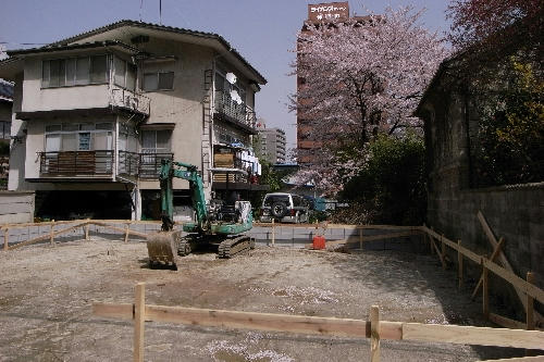 空き地のサクラ