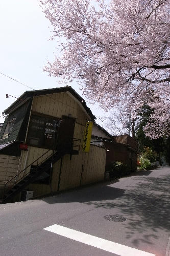 信夫山近辺の桜