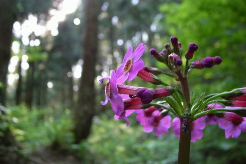 クリンソウ 九輪草