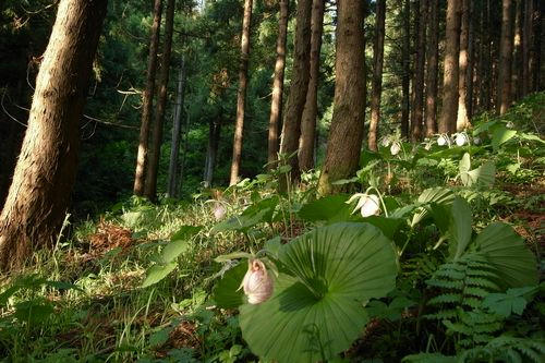 福島県 クマガイソウの群生地