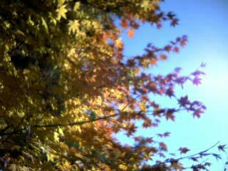 美しい紅葉です