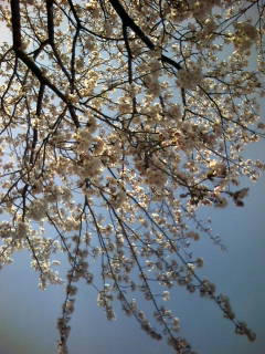 見上げる桜