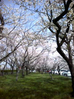 桜並木