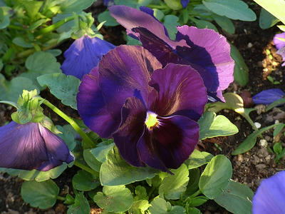 RIMG0007.JPG