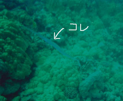 Hawaii2.JPG