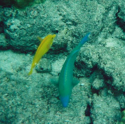 Hawaii9.JPG