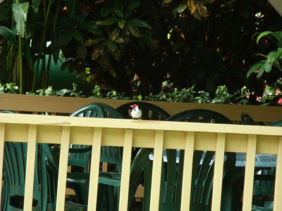 HAWAII009.jpg