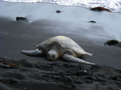 HAWAII012.jpg