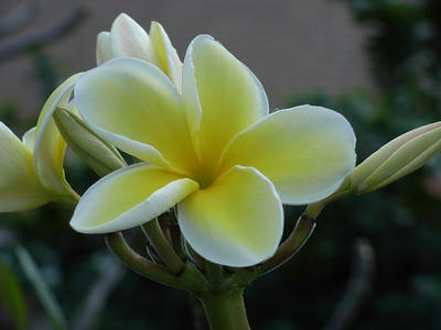 HAWAII036.jpg