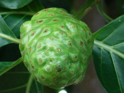 hawaii2009_3.jpg